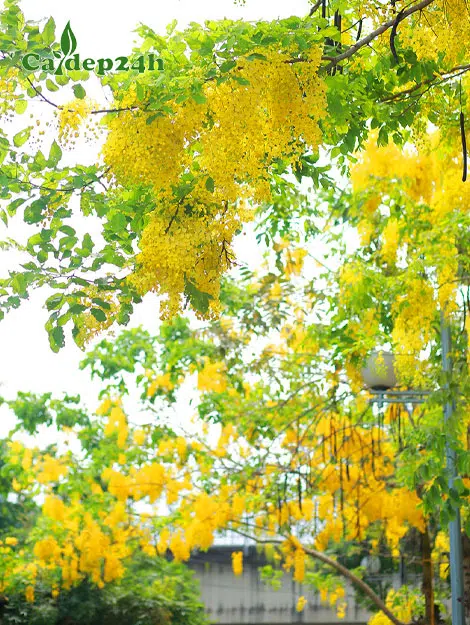 Muồng Hoàng Yến nở hoa vàng rực các con đường