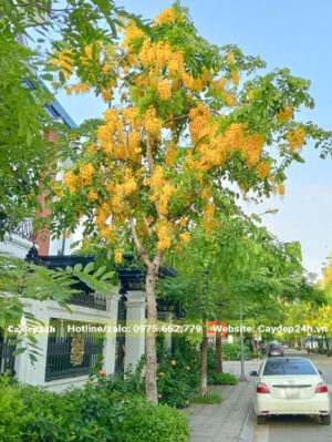 Muồng hoàng yến hoa vàng trồng trước cổng nhà