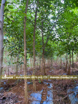 Cây trồng từ bé tại vườn ở Hưng Yến, đường kính gốc từ 10cm