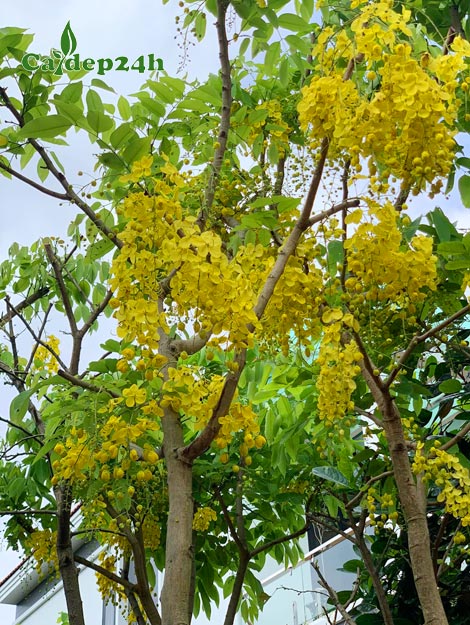 Cây Muồng Hoàng Yến hoa vàng trồng trồng vỉa hè đường phố