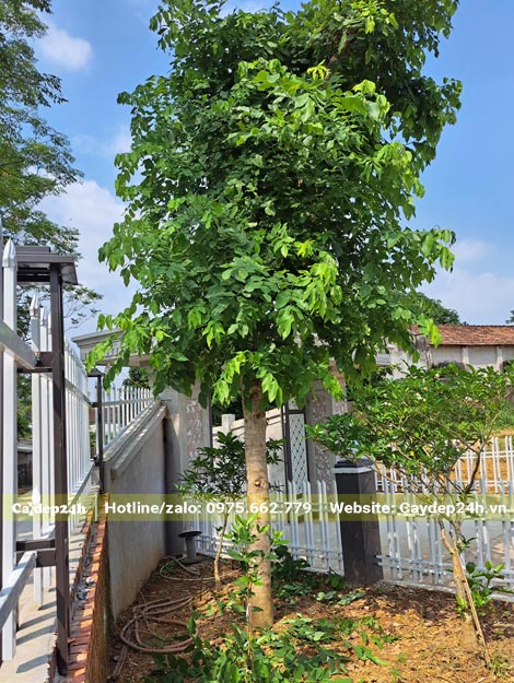 Cây Osaka vàng công trình đường kính gốc 8cm đã trồng được 1 năm