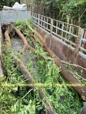 Sắp xếp cây me tây công trình đã dâm ủ, tỉa tay cành lên thùng xe tải lớn