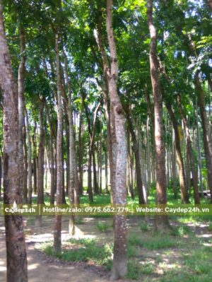 Vườn trồng Nhạc Ngựa để khai thác gỗ