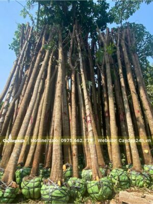 Cây dưỡng bầu, tay cành đã tỉa hết, đường kính thân đo cách gốc 1m là 10 - 15cm