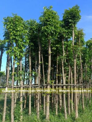 Hàng trăm cây Nhạc Ngựa thẳng tắp cao 5 - 6m, đã tỉa tay cành
