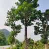 Cây Nhội công trình cao, thẳng, đường kính gốc 20cm