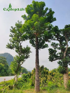 Cây Nhội công trình cao, thẳng, đường kính gốc 20cm