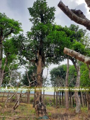 Cây Nhội vanh hơn 120