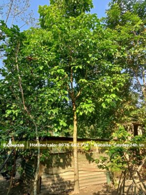 Cây phân cành tán đẹp, lá xanh tươi, thoát thân khoảng 2 - 3m