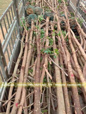 Thùng xe đầu kéo xếp đầy cây Nhội công trình đường kính gốc 18 - 20cm
