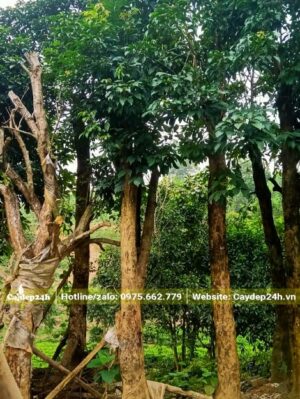 Đường kính thân đo cách gốc 1m là khoảng 25cm