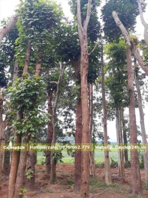 Chiều cao của cây từ 5m trở lên, thẳng tắp, đường kính từ 15cm