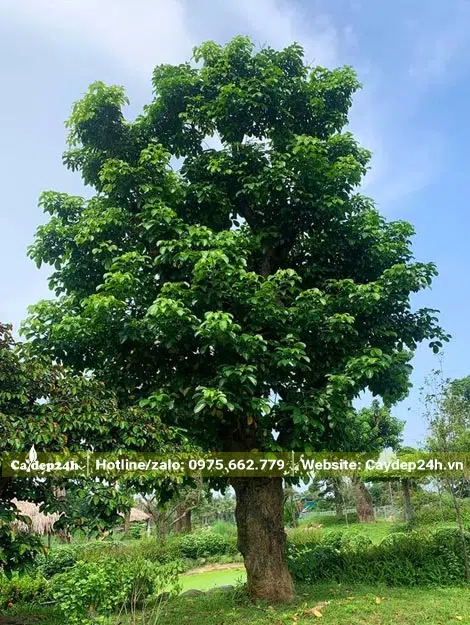 Nhội cổ thụ đẹp, hàng tuyển chọn đường kính gốc gần 40cm
