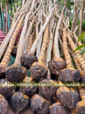 Cây Muồng Hoàng Yến đường kính trên 10cm mới bứng bầu được xếp chồng lên nhau