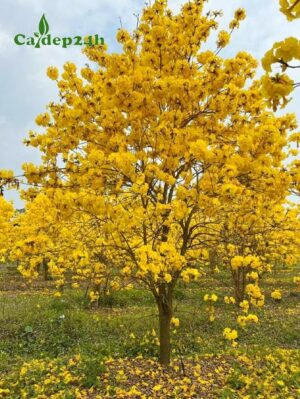 Cây Phong linh hoa vàng có tán đẹp, kích thước lớn