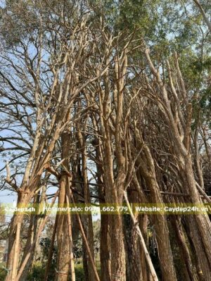 Cây dâm ủ giữ nguyên cành nhánh không tỉa, lá đã rụng hết