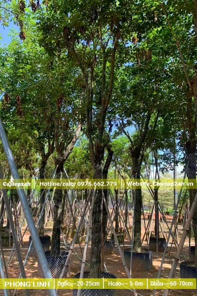 Vườn dưỡng hàng trăm gốc phong linh hoa vàng đường kính gốc từ 20cm trở lên