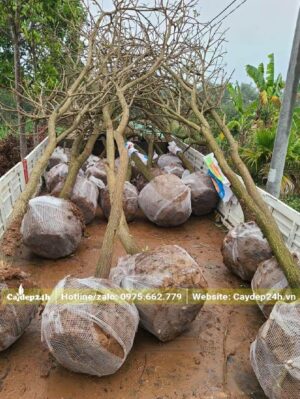 Bầu đất được bọc bằng lưới tự tiêu giúp việc trông cây Phong Linh đơn giản, dễ dàng hơn