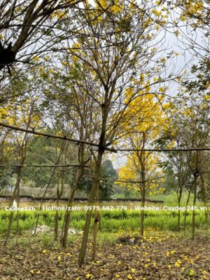 Cây lớn tán đẹp, chiều cao khoảng 5 - 6m