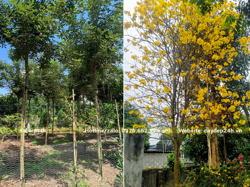 Đặc tính cây sẽ rụng lá trước khi ra hoa