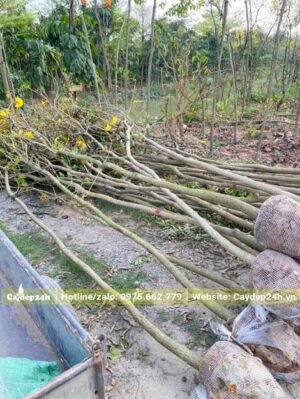 Phong Linh cao 3m mới bứng bầu, đường kính bầu khoảng 35 - 40cm