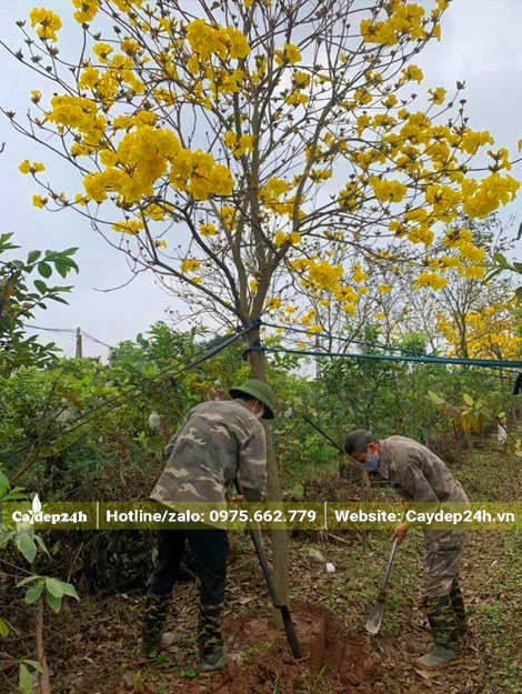 Thợ vườn đang xắn đất, bứng cây phong linh vàng vanh hơn 30cm