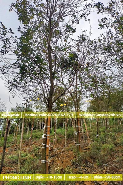 Bứng số lượng lớn cây phong linh vàng tại Phú Thọ