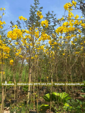 Cây con chiều cao từ 2 - 2.5m đã ra hoa được 2 vụ