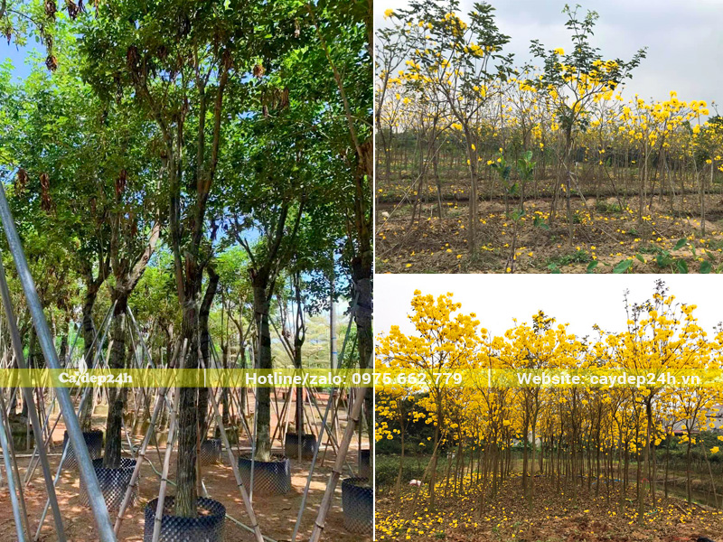 Nhà vườn nuôi trồng, dưỡng ủ cây phong linh vàng công trình