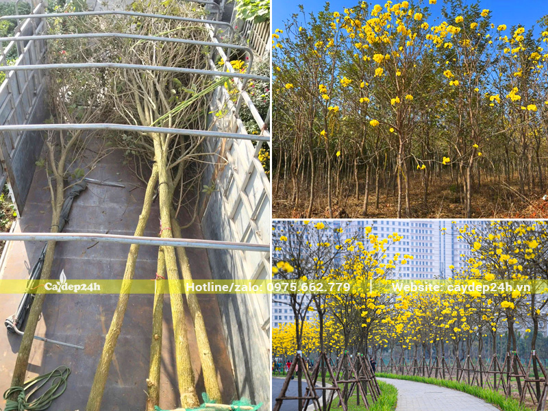 Thi công trồng cây phong linh vàng công trình cho khu đô thị tại Hà Nội