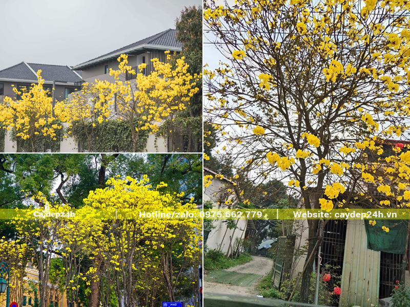Hình ảnh cây phong linh hoa vàng trồng trước cổng nhà, công trình