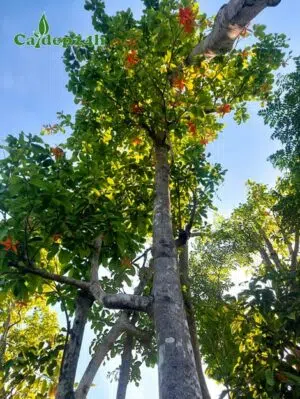 Cây Sang có thân thẳng đẹp, tán gọn gàng, đang có quả chín