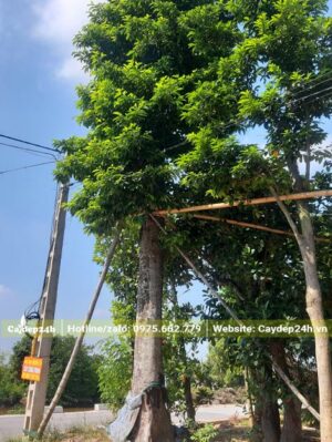 Sang cổ thụ đã dâm ủ nhiều năm