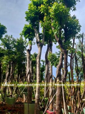 Cây dâm ủ bầu nổi, chiều cao khoảng 5 - 6m