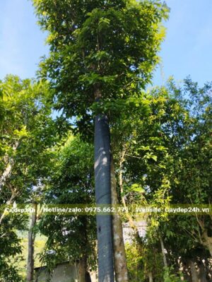 Thân cây thẳng tắp, tay cành đang ra bộ lá mới