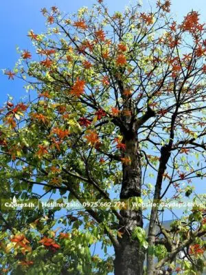 Hình ảnh cây Sang khi mùa Thu tới