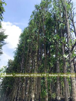 Sao Đen cao chót vót, kích thước chiều cao hơn 6m