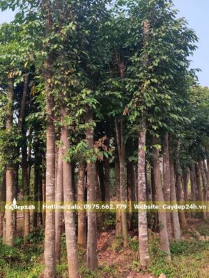 Sao Đen lâu năm đường kính gốc 12 - 15cm