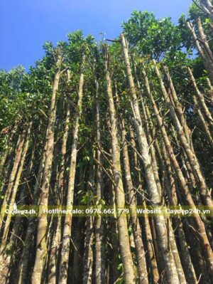 Tay cành đã tỉa hết, giữ lại một đoạn khoảng 15 - 20cm