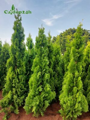 Cây Trắc Bách Diệp trưởng thành chiều cao từ 2 - 2,5m