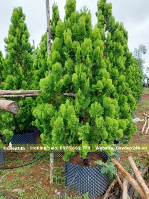 Dâm ử cây trong bầu, dựng cọc để buộc giữa cây đứng vững