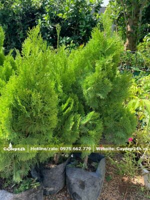 Cây giống ươm bầu, trắc bách diệp cao 50 - 60cm