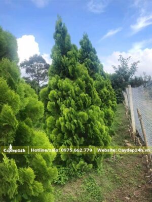 Trắc Bách Diệp cổ thụ cao hơn 3m