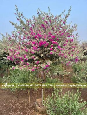 Cây đường kính nhỏ khoảng 1,5 - 2cm, tán tỏa rộng khoảng 1m