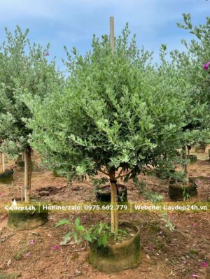 Tuyết Sơn Phi Hồng đường kính gốc 4 - 5cm