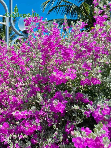 Cây Tuyết Sơn Phi Hồng mùa hoa nở rộ, màu tím hồng bao phủ toàn bộ tán cây