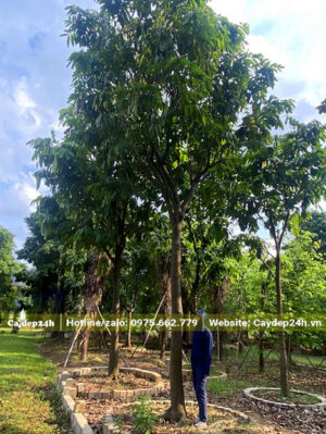 Vàng anh lâu năm, chiều cao khoảng 7m, đường kính gốc 25cm trở lên