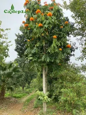 Cây Vàng Anh đang nở hoa rực rỡ