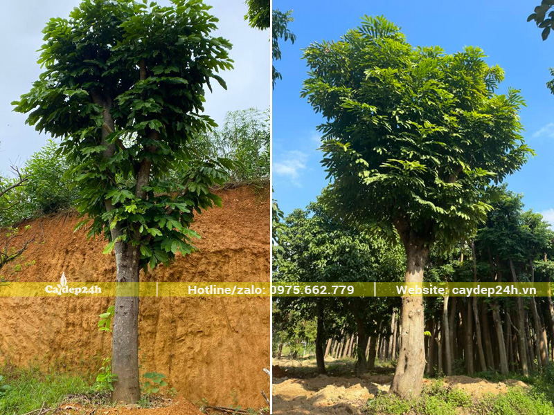 Vàng anh dâm ủ đường kính gốc 35 - 40cm