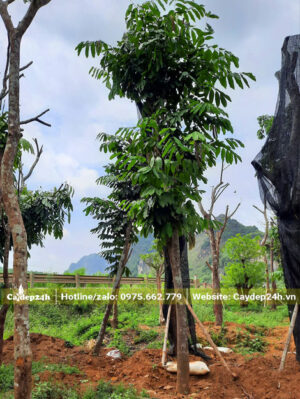 Cây cao hơn 6m, đã dưỡng ủ nhiều tháng